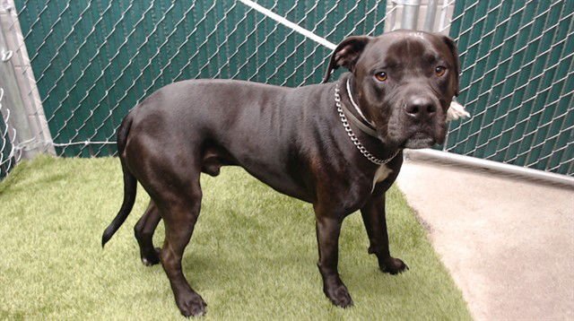 MANGO - Pit Bull Terrier available for adoption