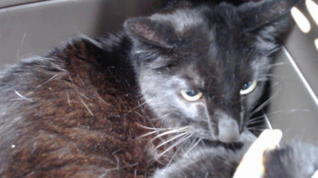 BERRY - Domestic Short Hair available for adoption