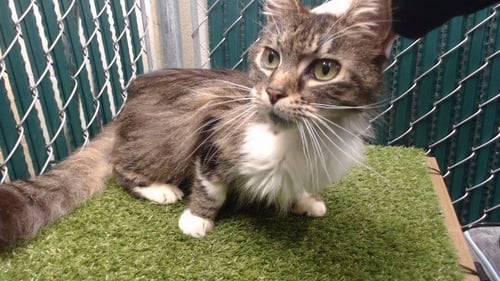 MAX - Domestic Short Hair available for adoption