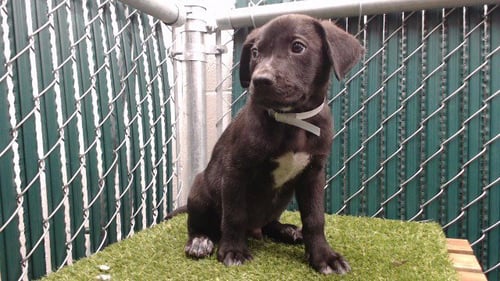 A5797457 - Siberian Husky available for adoption