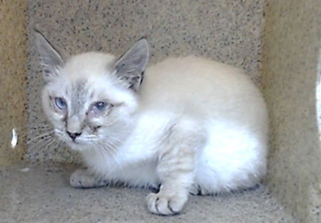 SNOW BALL - Siamese available for adoption