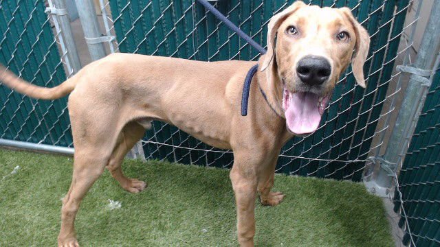 OTIS - Doberman Pinscher available for adoption