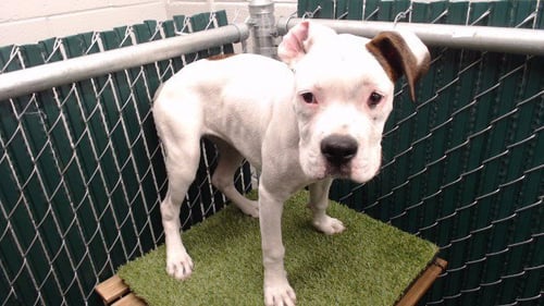 KIRI - Pit Bull Terrier available for adoption