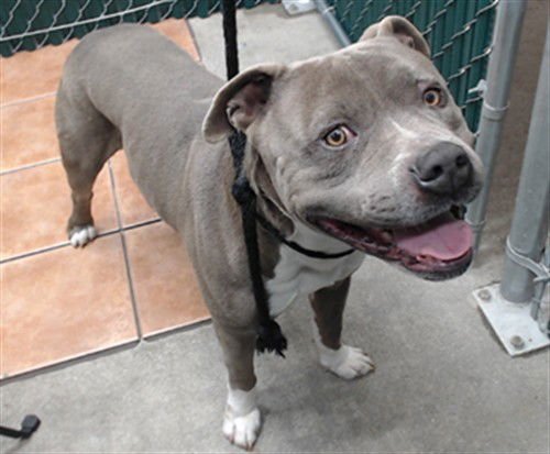 MELLZ - Pit Bull Terrier available for adoption