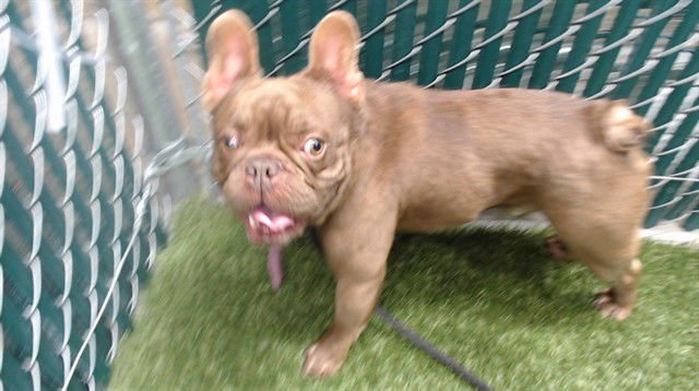 A5747241 - French Bulldog available for adoption