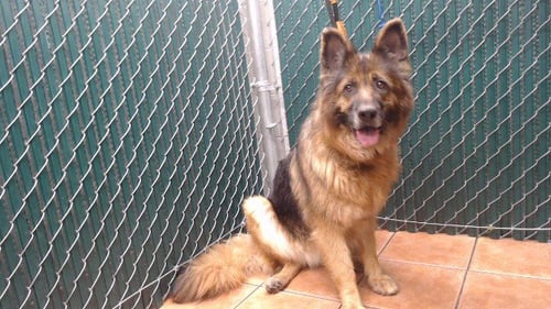 A5798713 - German Shepherd Dog available for adoption