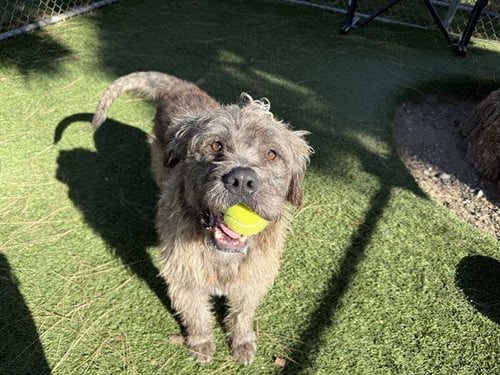 CHEWY - Terrier available for adoption