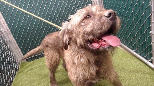 CHEWY - Terrier available for adoption