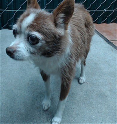 CANELA - Chihuahua available for adoption