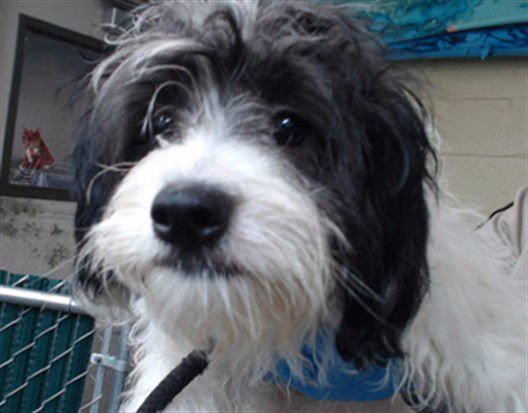 JILL - Maltese / Poodle (Miniature) available for adoption