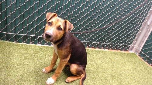 COCO PUFF - Belgian Shepherd Malinois / Pit Bull Terrier available for adoption