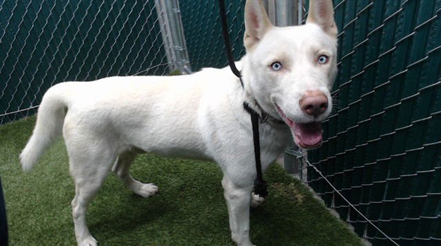 ASPEN - Siberian Husky available for adoption