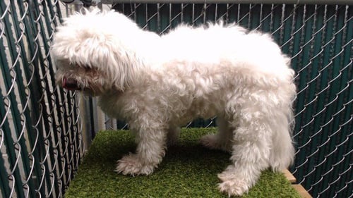 JUDY - Maltese available for adoption