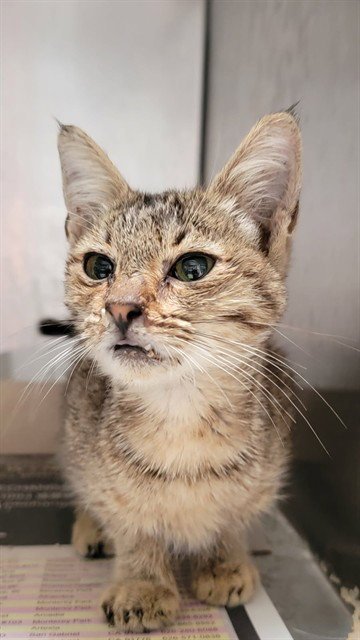 HARRIET - Domestic Short Hair available for adoption