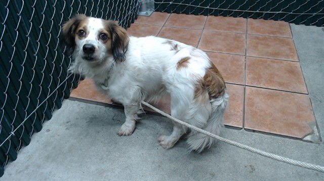 NIGEL - Terrier available for adoption