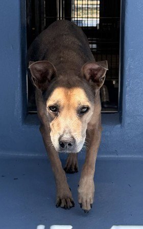 SILHOUETTE - Dutch Shepherd / Pit Bull Terrier available for adoption