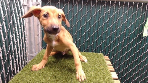 BART - German Shepherd Dog available for adoption