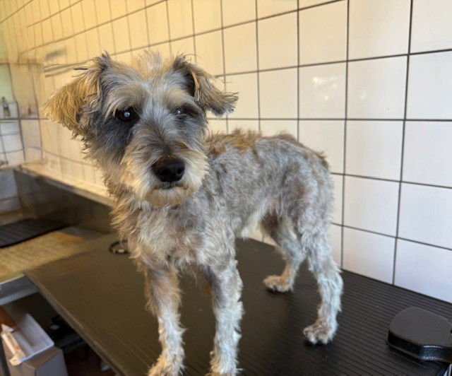 CONNIE - Terrier available for adoption