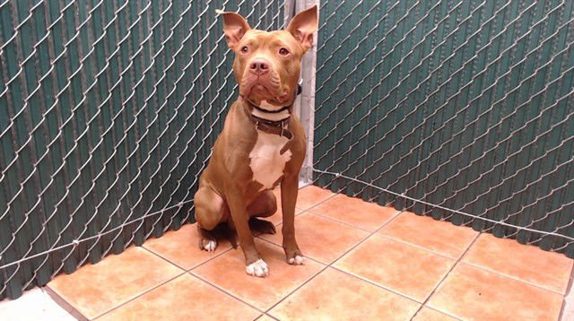 TURBO - Pit Bull Terrier available for adoption