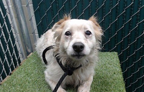 A5751198 - Terrier available for adoption