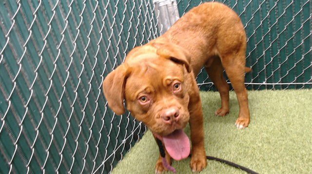 FOZZY BEAR - Dogue de Bordeaux available for adoption