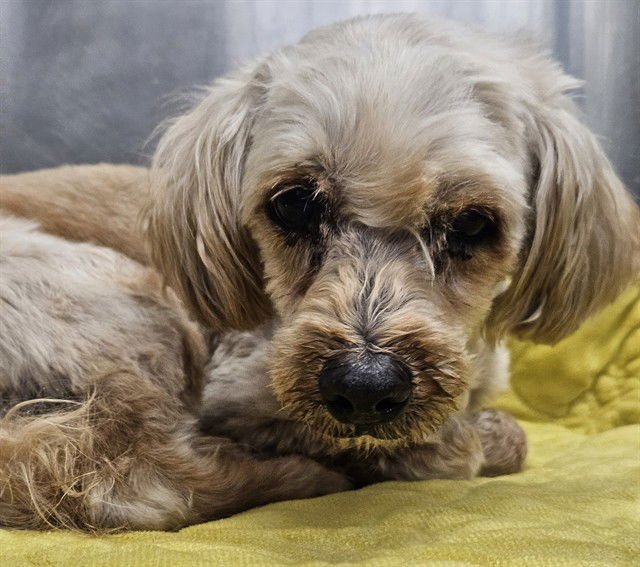 BARRY - Terrier / Maltese available for adoption