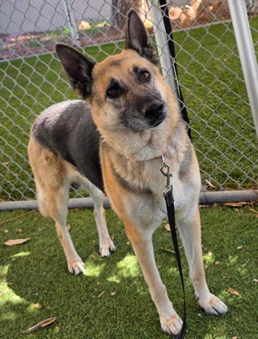 LILY - German Shepherd Dog available for adoption