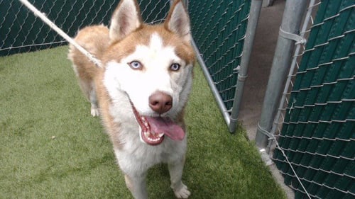 BINGO - Siberian Husky available for adoption