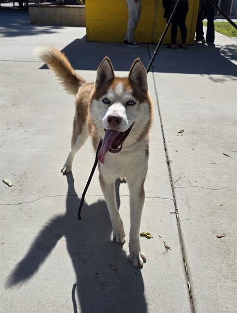 BINGO - Siberian Husky available for adoption