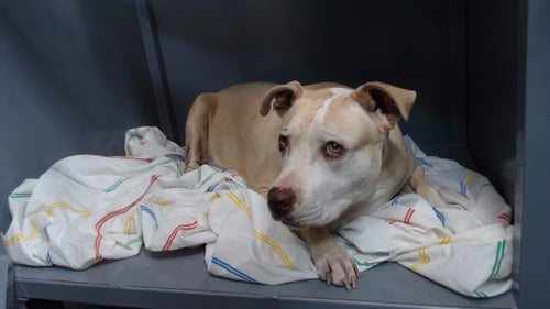 ROXY - Pit Bull Terrier available for adoption