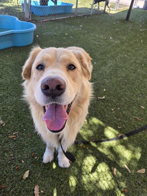 DAVEY - Labrador Retriever available for adoption