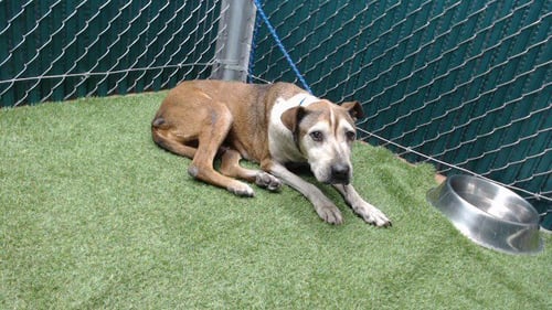 KISI - Pit Bull Terrier / Boxer available for adoption