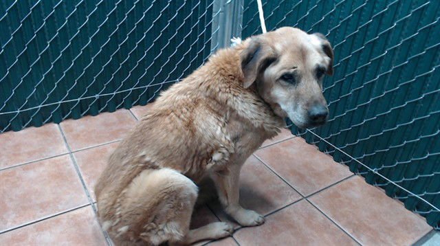CHOCO - Labrador Retriever / Chow Chow available for adoption