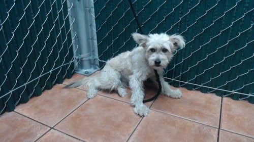 ESSIE - Maltese available for adoption
