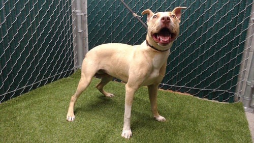 MILEY - Pit Bull Terrier available for adoption