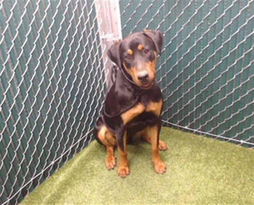 BUDDY - Doberman Pinscher / Rottweiler available for adoption
