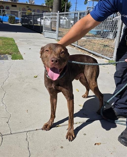 BRUCE - Pit Bull Terrier available for adoption