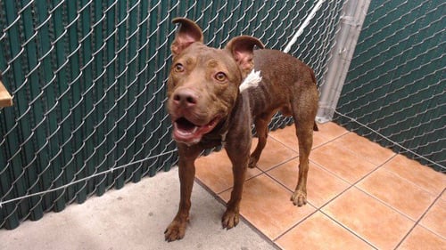 BRUCE - Pit Bull Terrier available for adoption