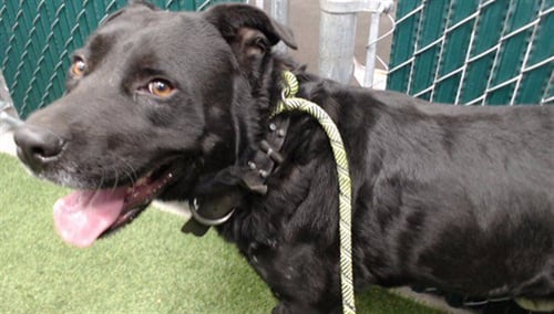 A5795535 - Labrador Retriever available for adoption