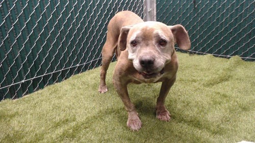 JANETTE - Pit Bull Terrier available for adoption