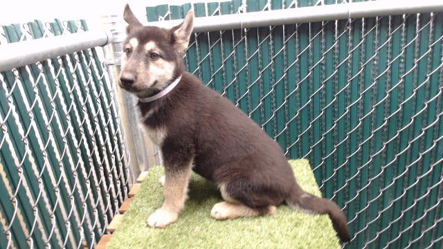 A5759023 - Siberian Husky available for adoption