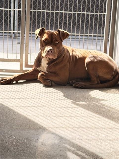 CHOCOLATTE - Pit Bull Terrier available for adoption