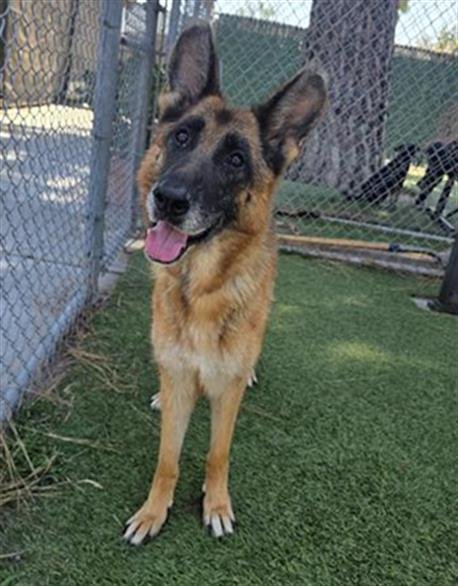 CHLOE - German Shepherd Dog available for adoption