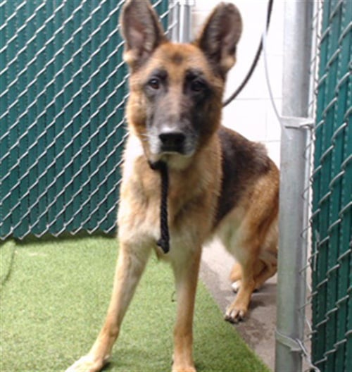 CHLOE - German Shepherd Dog available for adoption
