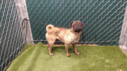 BRUNO - Pug available for adoption