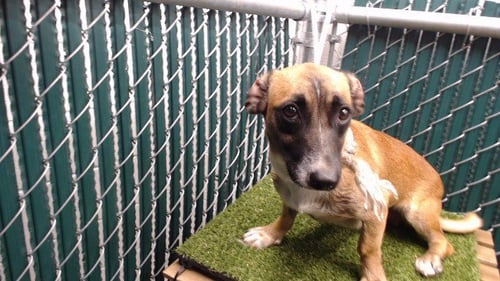 NINA - Belgian Shepherd Malinois / Chihuahua available for adoption