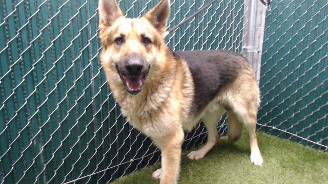 SIMBA - German Shepherd Dog available for adoption