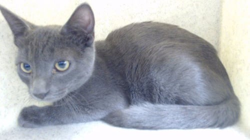 SIMON - Domestic Short Hair available for adoption