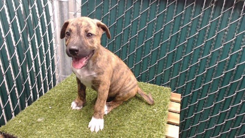PORK CHOP - German Shepherd Dog available for adoption