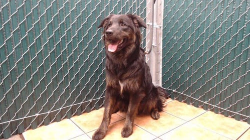 RUPERT - German Shepherd Dog available for adoption